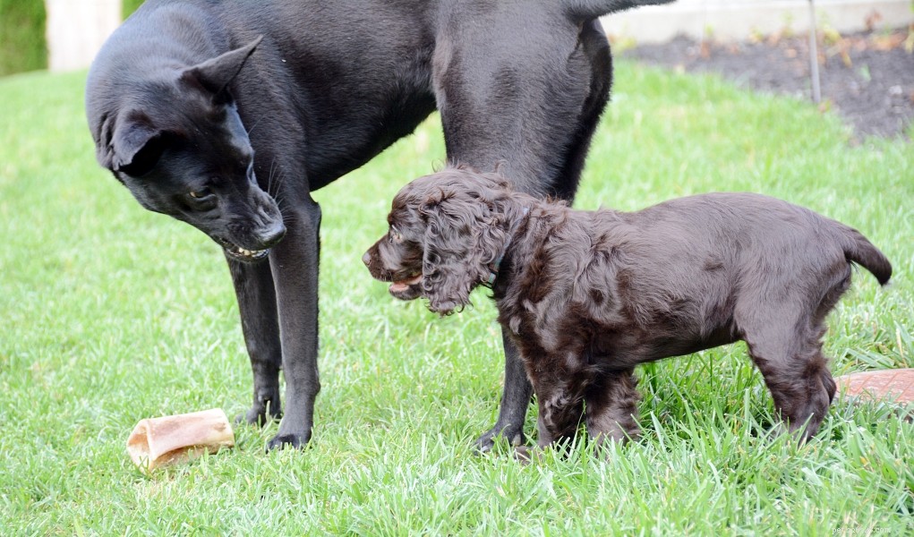 How to Eliminate Food Aggression in Dogs: A Step-by-Step Guide