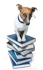 5 Expert Tips for Choosing the Best Food for Your Young Puppy