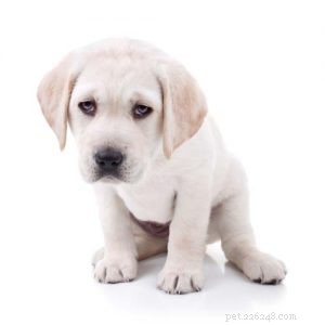 5 Expert Tips for Choosing the Best Food for Your Young Puppy