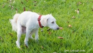 Best Dog Food to Relieve Diarrhea & Loose Stools