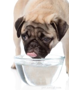 Best Dog Food to Relieve Diarrhea & Loose Stools