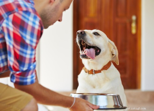 Grain-Free Dog Food: What You Need to Know for Your Pet s Health