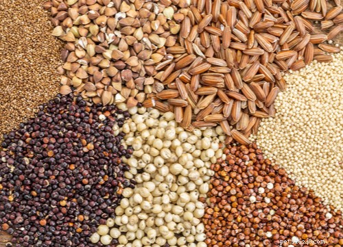 Grain-Free Dog Food: What You Need to Know for Your Pet s Health