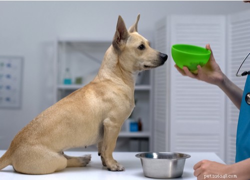 Grain-Free Dog Food: What You Need to Know for Your Pet s Health