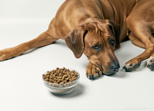 Grain-Free Dog Food: What You Need to Know for Your Pet s Health