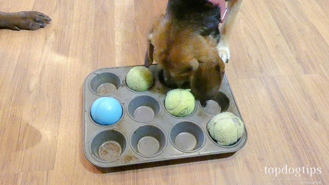 DIY Slow-Feeder: Keep Your Dog Healthy & Happy