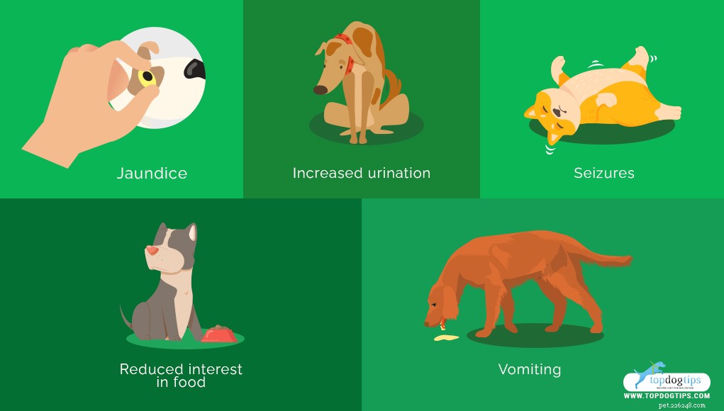 Expert Guide to Feeding Dogs with Liver Disease