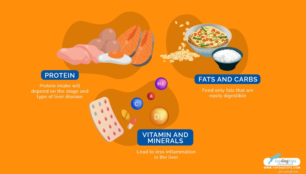 Expert Guide to Feeding Dogs with Liver Disease