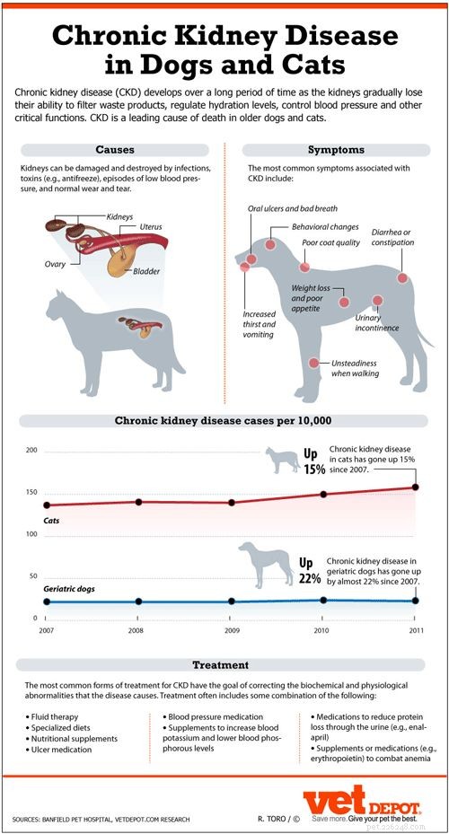Optimal Renal Diet for Dogs: Expert Feeding Guide