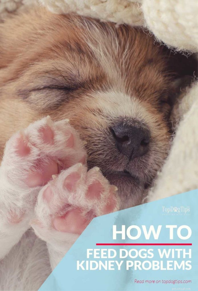 Optimal Renal Diet for Dogs: Expert Feeding Guide