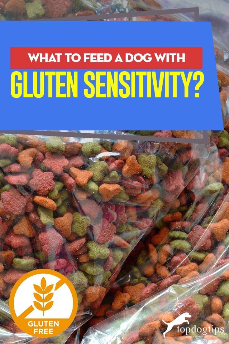 Expert-Recommended Gluten-Free Dog Foods & Recipes for Gluten-Sensitive Dogs