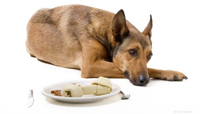 10 Proven Ways to Soothe Your Dog’s Upset Stomach