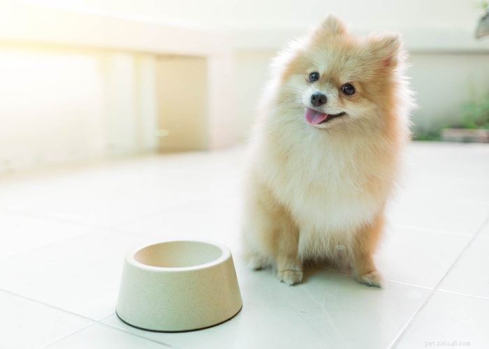 Expert Review: Fresh Dog Food Delivery Services You Can Trust