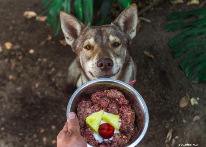 Expert Review: Fresh Dog Food Delivery Services You Can Trust