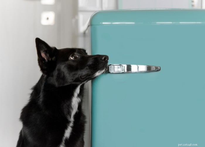 Expert Review: Fresh Dog Food Delivery Services You Can Trust