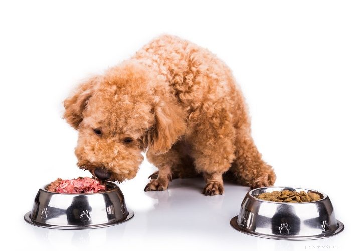 Expert Review: Fresh Dog Food Delivery Services You Can Trust