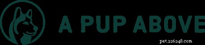 Expert Review: Fresh Dog Food Delivery Services You Can Trust
