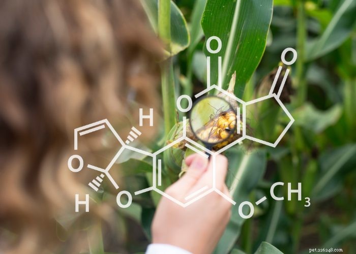FDA Confirms Aflatoxin Contamination in Midwestern Pet Foods: Protecting Your Pets