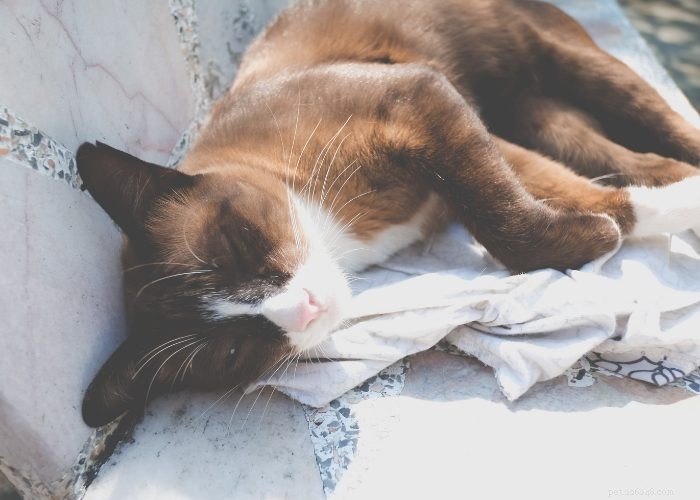 FDA Confirms Aflatoxin Contamination in Midwestern Pet Foods: Protecting Your Pets