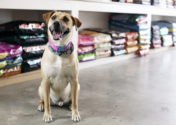 FDA Confirms Aflatoxin Contamination in Midwestern Pet Foods: Protecting Your Pets