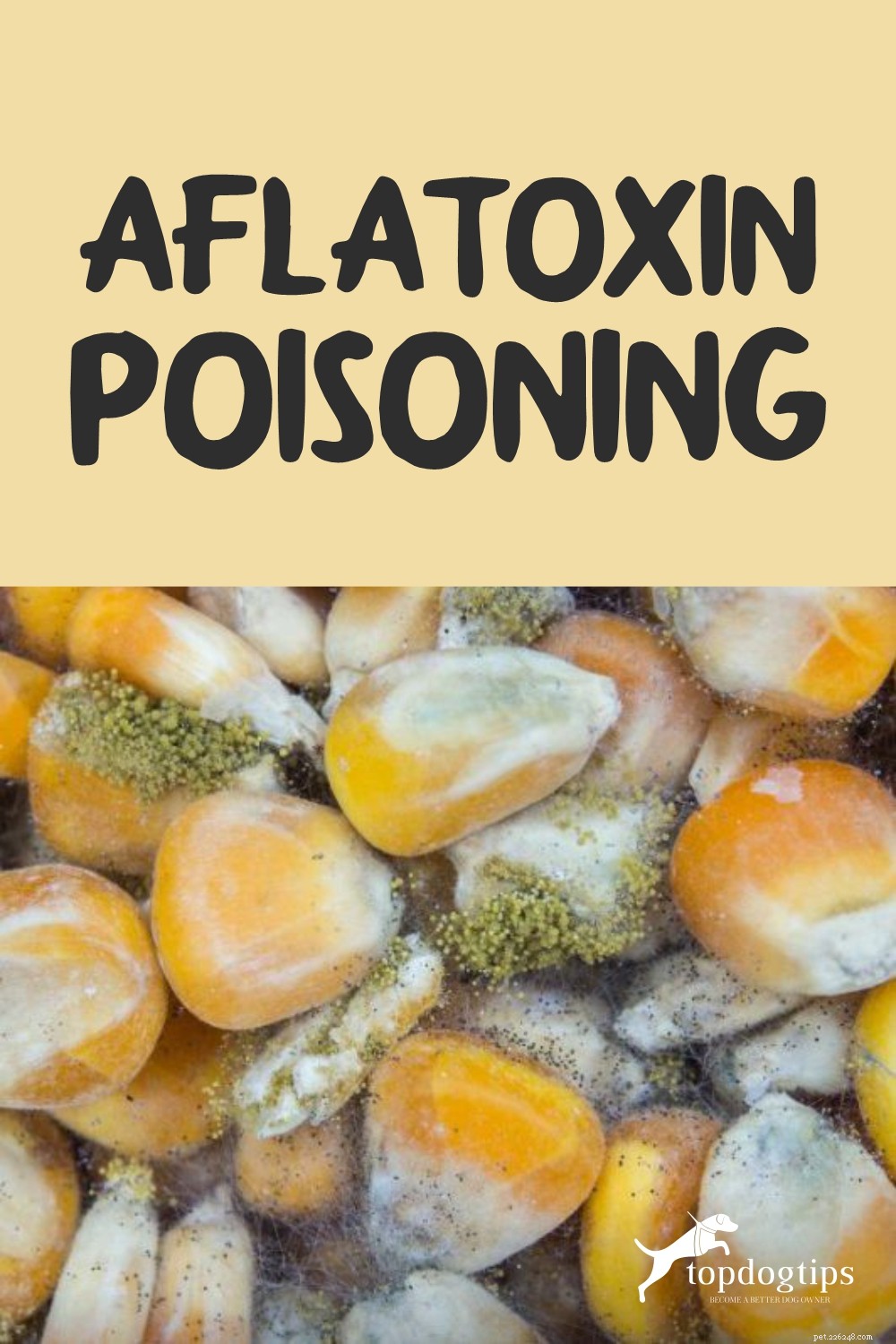 FDA Confirms Aflatoxin Contamination in Midwestern Pet Foods: Protecting Your Pets