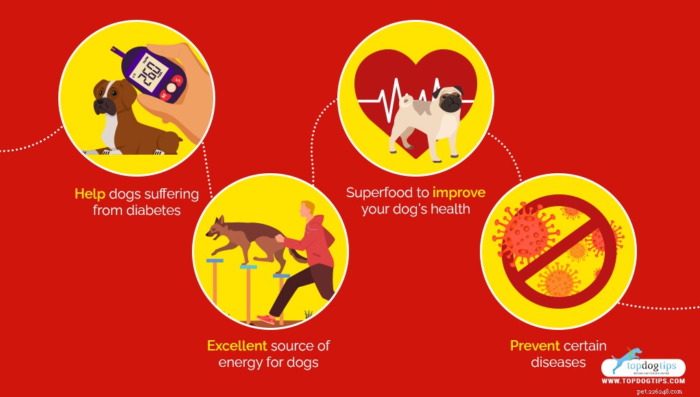 Are Lentils Safe for Dogs? A Comprehensive Guide to Feeding Your Canine