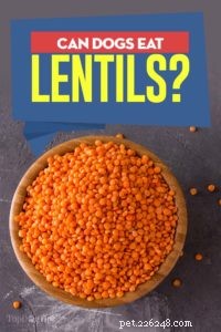 Are Lentils Safe for Dogs? A Comprehensive Guide to Feeding Your Canine