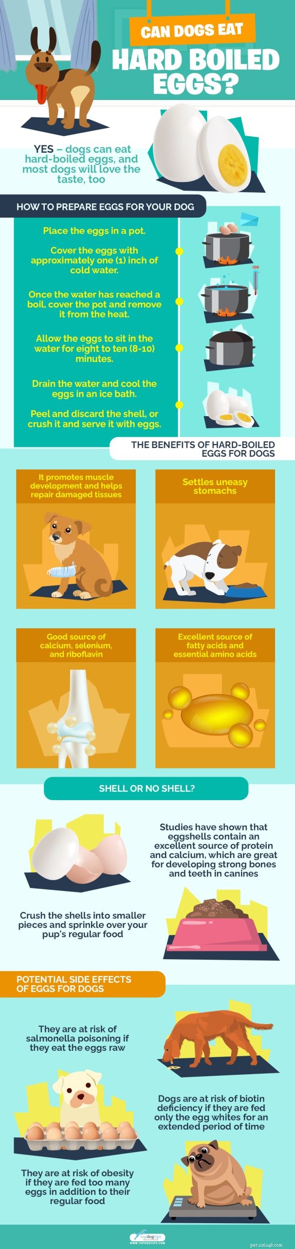Yes, Dogs Can Safely Eat Hard-Boiled Eggs