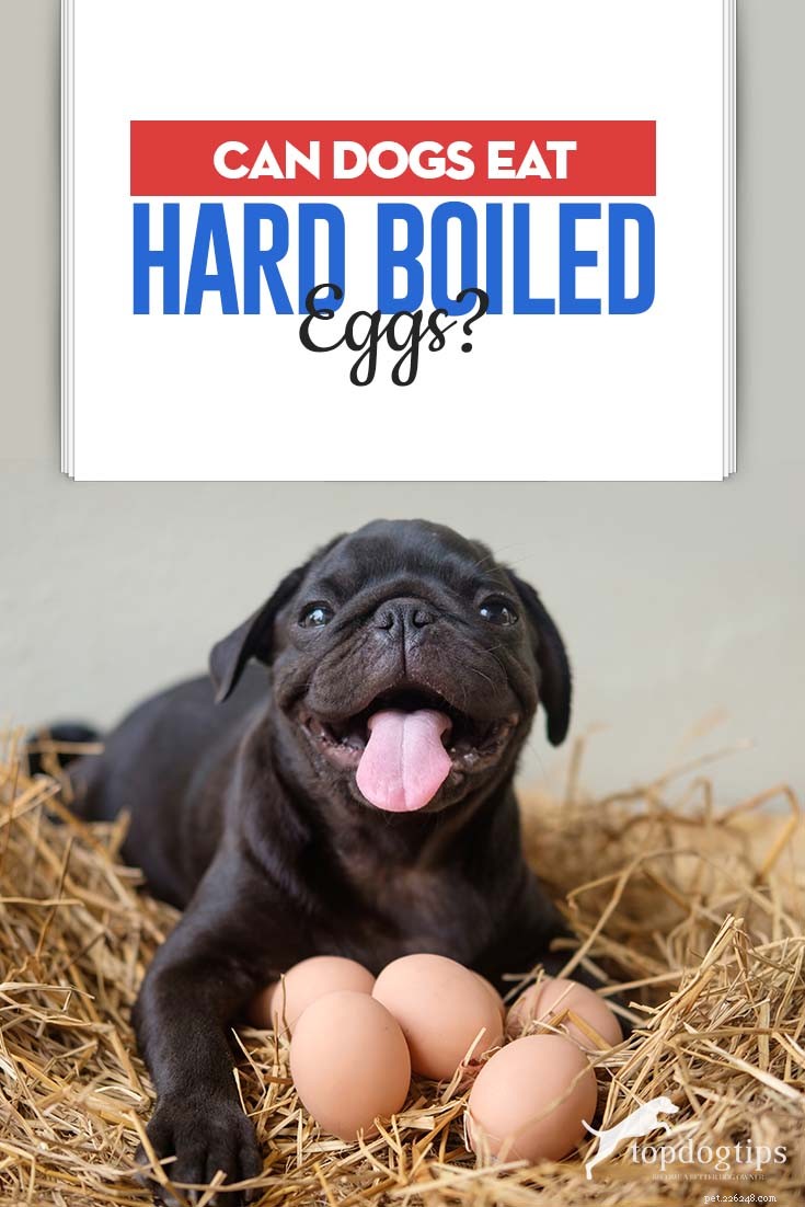Yes, Dogs Can Safely Eat Hard-Boiled Eggs