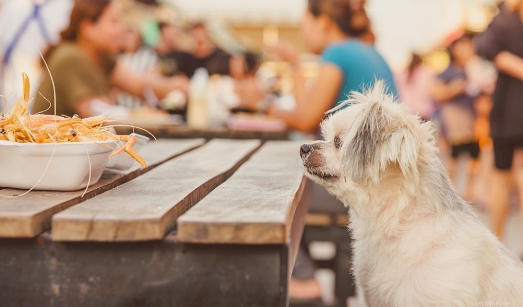 Top 5 Foods That Are Dangerous for Dogs – What to Keep Out of Their Diet
