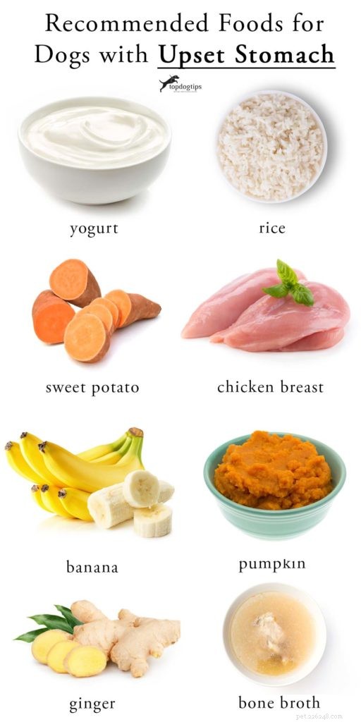 How to Feed Your Dog When Its Stomach is Upset – Safe Foods & What to Avoid