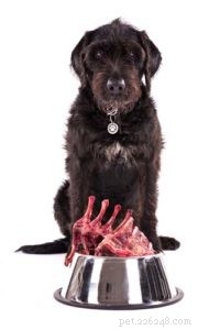 Expert Guide to Feeding Dogs with Kidney Disease: Nutrition for Recovery