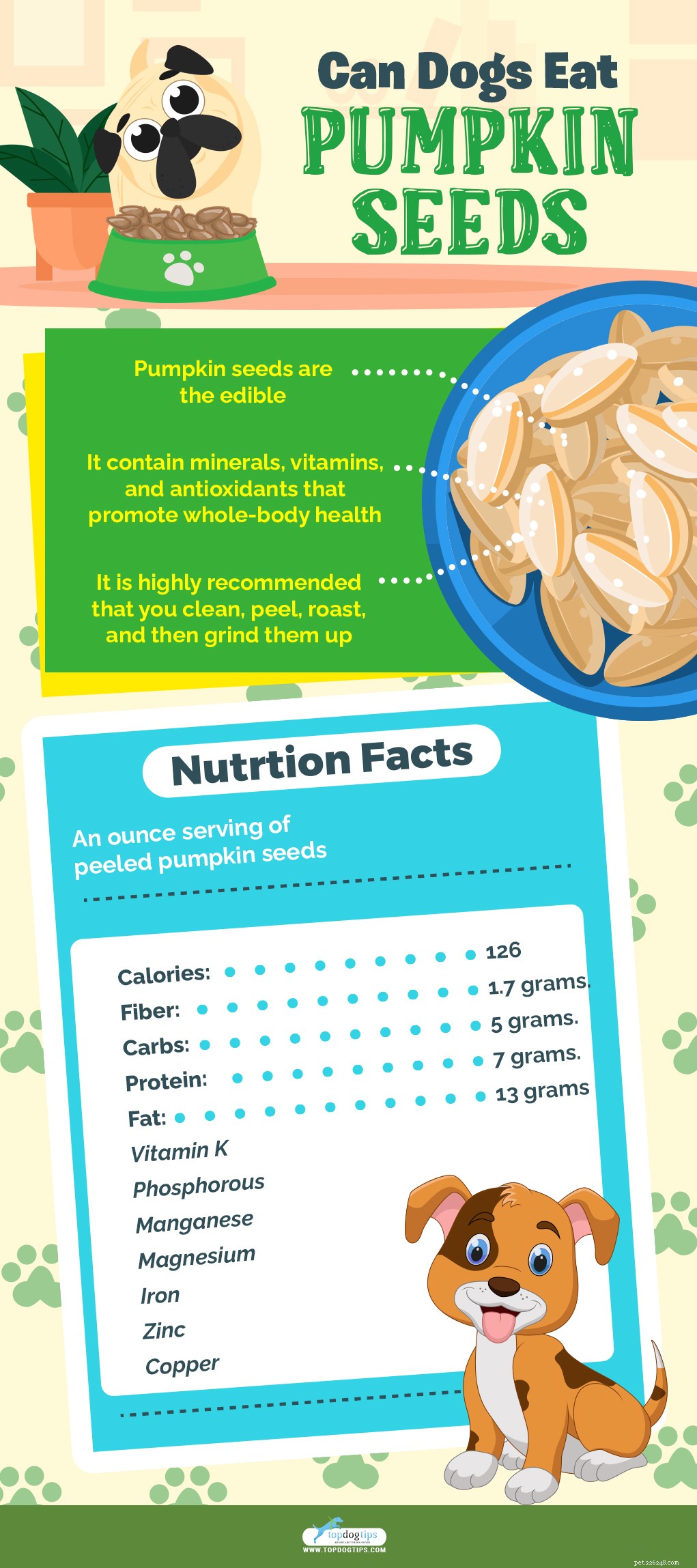 Can Dogs Safely Eat Pumpkin Seeds? Health Benefits Explained