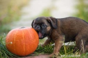 Can Dogs Safely Eat Pumpkin Seeds? Health Benefits Explained