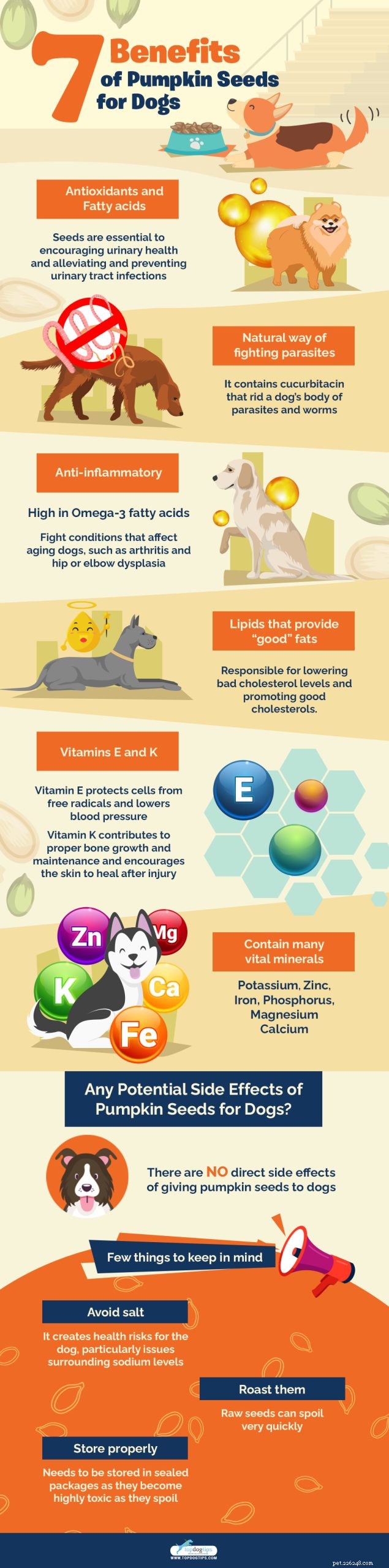 Can Dogs Safely Eat Pumpkin Seeds? Health Benefits Explained
