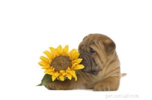 Are Sunflower Seeds Safe for Dogs? 5 Key Benefits & 3 Potential Risks