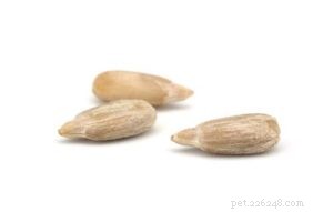 Are Sunflower Seeds Safe for Dogs? 5 Key Benefits & 3 Potential Risks