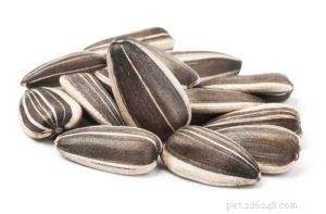 Are Sunflower Seeds Safe for Dogs? 5 Key Benefits & 3 Potential Risks