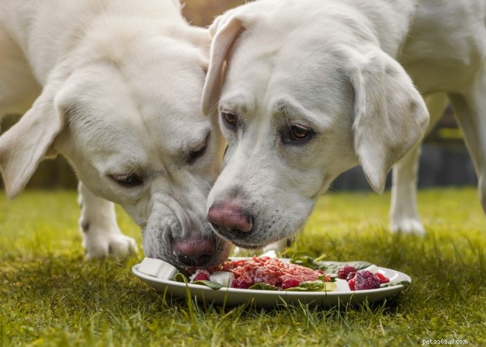 Top Protein Picks for Dogs: How to Choose the Best Foods for Health