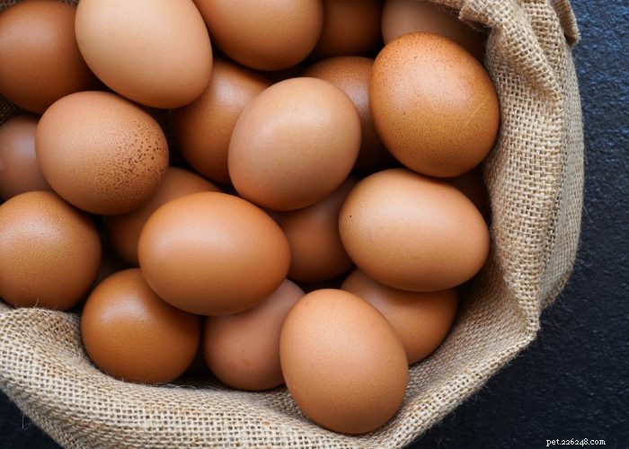 Top Protein Picks for Dogs: How to Choose the Best Foods for Health