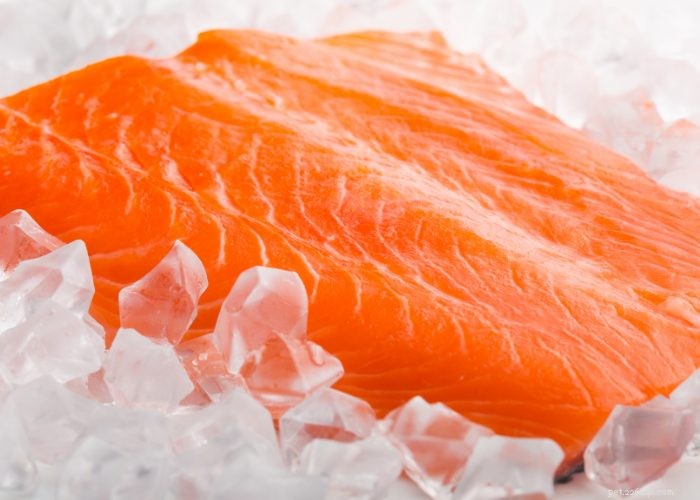 Top Protein Picks for Dogs: How to Choose the Best Foods for Health