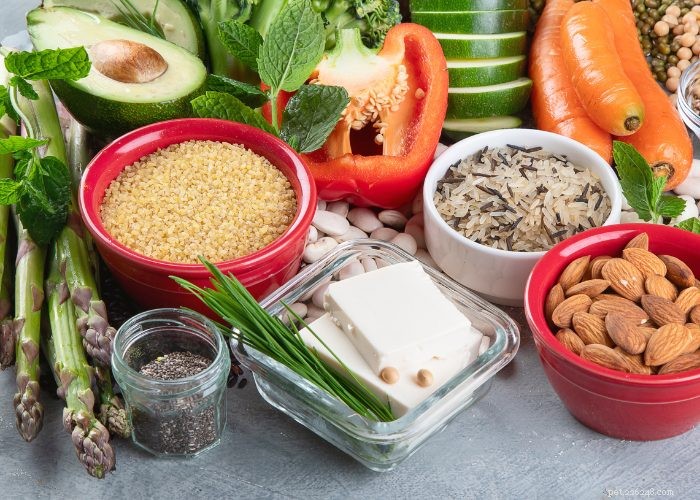 Top Protein Picks for Dogs: How to Choose the Best Foods for Health
