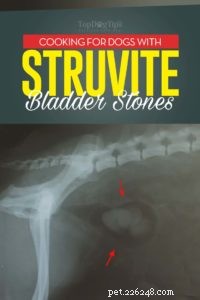 Struvite Crystals in Dogs: Proven Diet Strategies & Best Foods
