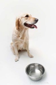 Struvite Crystals in Dogs: Proven Diet Strategies & Best Foods