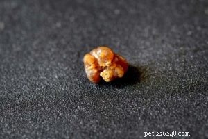 Struvite Crystals in Dogs: Proven Diet Strategies & Best Foods