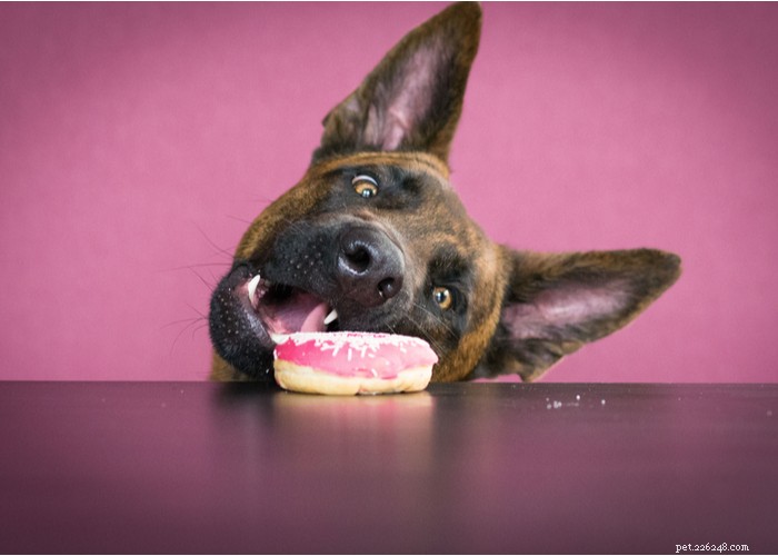 Delicious & Nutritious Homemade Puppy Treats: Easy Recipes for a Healthy Pup