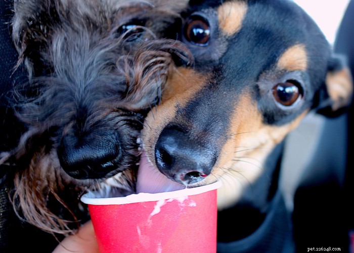 Delicious & Nutritious Homemade Puppy Treats: Easy Recipes for a Healthy Pup
