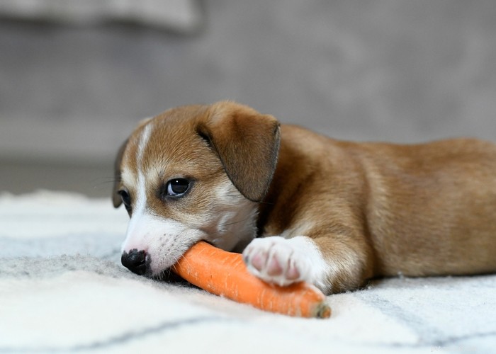 Vet‑Approved Homemade Puppy Food Recipes for Optimal Growth