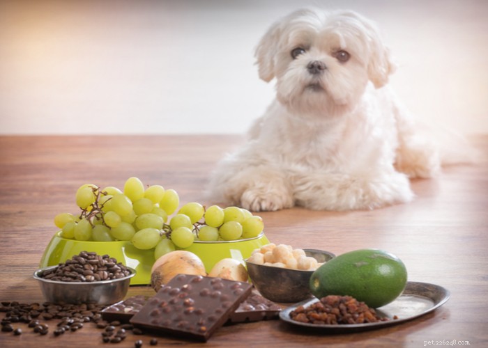 Vet‑Approved Homemade Puppy Food Recipes for Optimal Growth