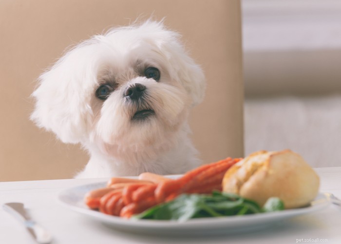 Vet‑Approved Homemade Puppy Food Recipes for Optimal Growth